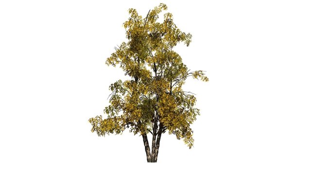 River Birch tree cluster fall - isolated on white background