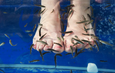 Fish spa