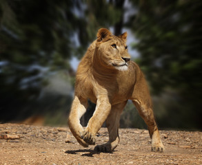 lion