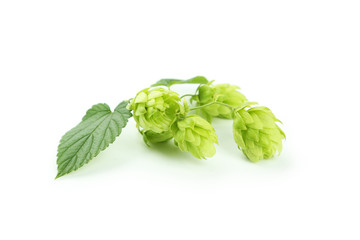 Hop isolated on white