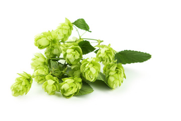 Hop isolated on white