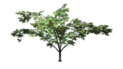 Mimosa tree - isolated on white background