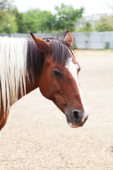 Obraz premium Portrait of nice horse