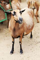 Goats on the farm