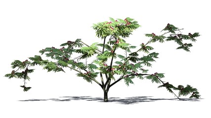 Obraz premium Mimosa tree - isolated on white background