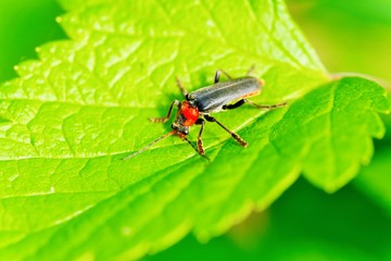 Atalantycha bilineata, Two-Lined Soldier Beetle