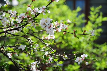 Ветка цветущей вишни на фоне зелени весною.