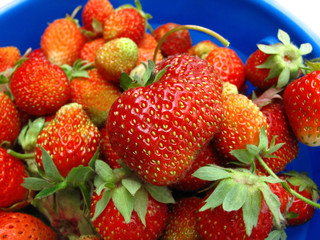 Basket of fresh strawberries