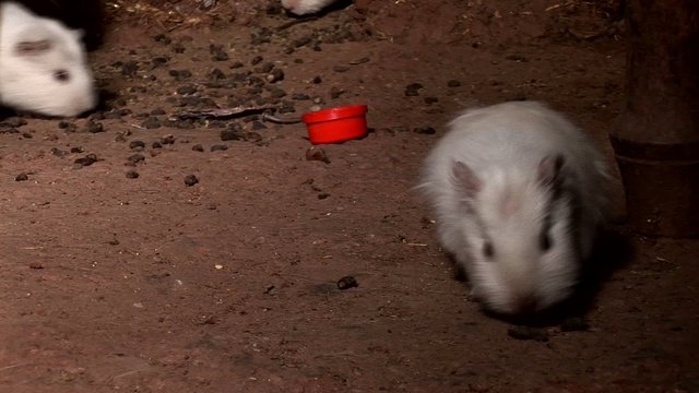 Guinea pigs in hut in Peru in Andes