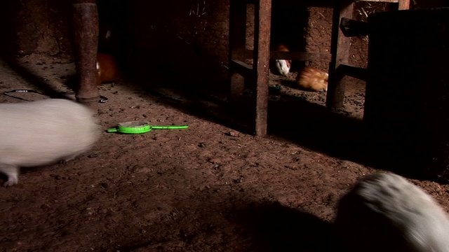 Guinea pigs in hut in Peru in Andes