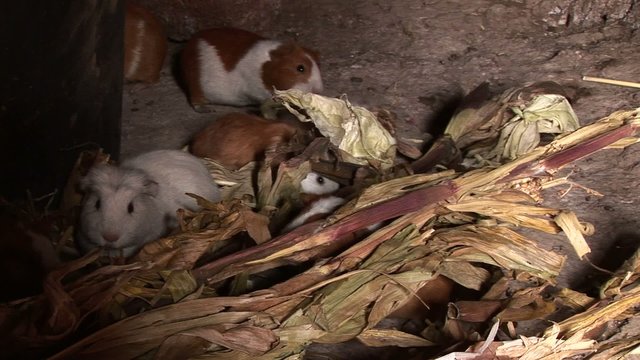 Guinea pigs in hut in Peru in Andes