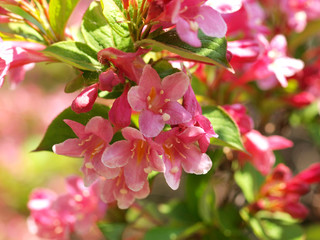 Cherry tree blossoms