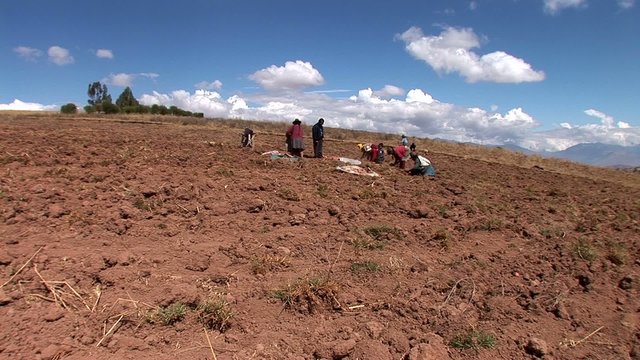 potatoe-harvesting farmers in andes of Peru