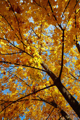 Beautiful autumn tree