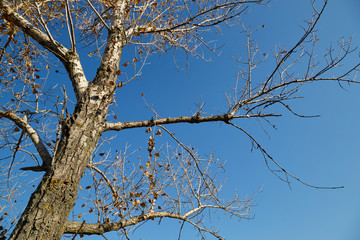 Tree on sky background