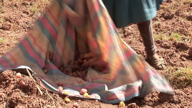 potatoe-harvesting farmers in andes of Peru