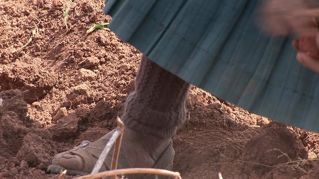 potatoe-harvesting farmers in andes of Peru
