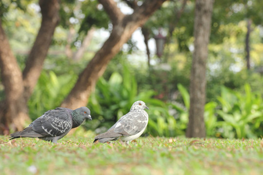 Birds (pigeon) in the grass field.