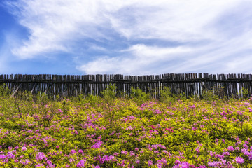 Fototapeta premium royal azalea on Top of Daegwallyeong