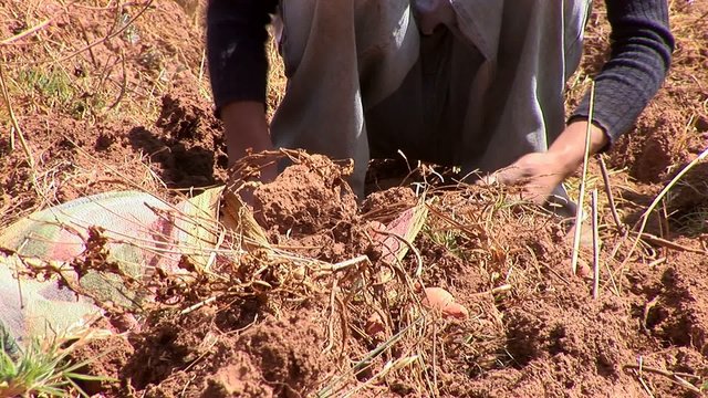 potatoe-harvesting farmers in andes of Peru