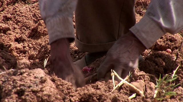potatoe-harvesting farmers in andes of Peru