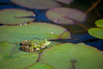 Grenouille verte sur un nénuphar