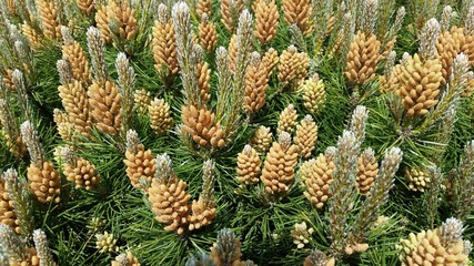 Nadelgeh&ouml;lz im Vorgarten