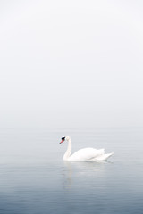 Een witte zwaan op de zee