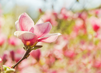 Obraz premium Flower of magnolia tree in spring