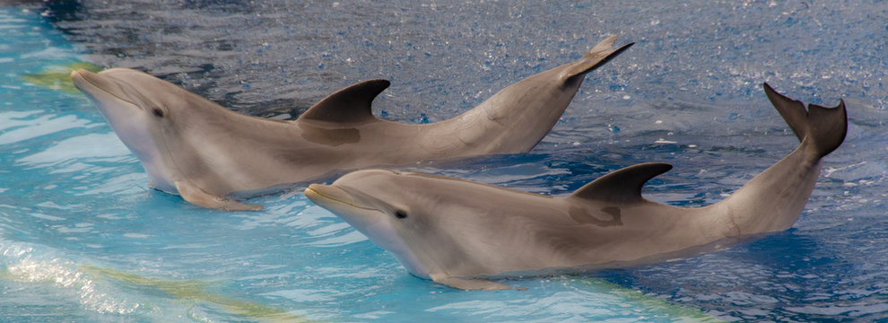 Delfines