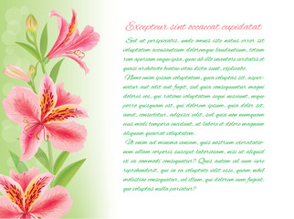 Horizontal text background alstromeria