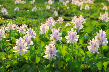 Fototapeta premium Water Hyacinth flowers