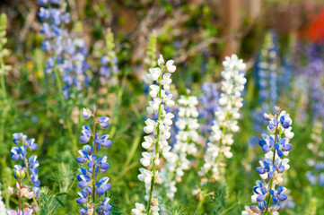 lupine flower