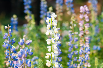 lupine flower