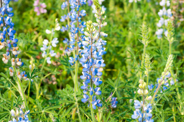 lupine flower