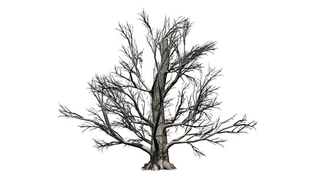 European Beech tree winter - isolated on white background