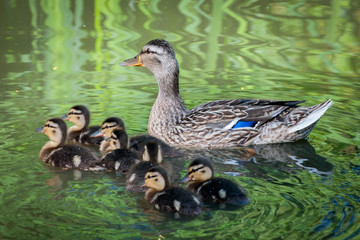 Duck with Ducklings