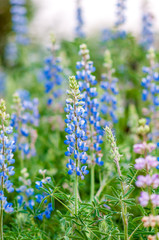 purple lupine flower