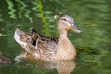 Detail of duck
