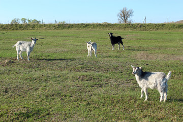 Fototapeta premium goats on the pasture