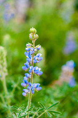 purple lupine flower