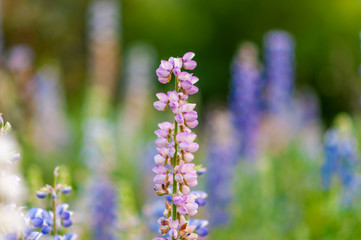 purple lupine flower
