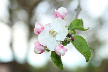 Obraz premium ЦВЕТ ЯБЛОНИ