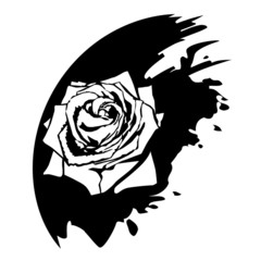 Rose flower design elements. Black blob