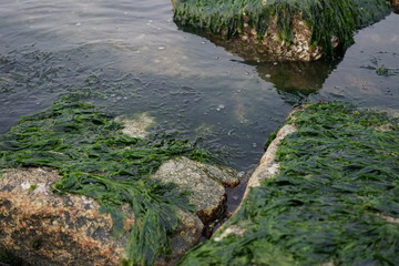 海草