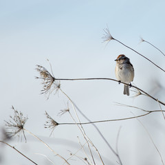 American Tree Sparrow