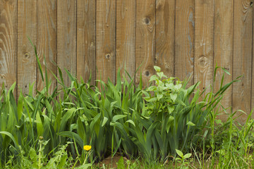 Green grass on a background of wooden fence