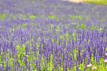 blue salvia flowers in the field in sunny day,soft focus