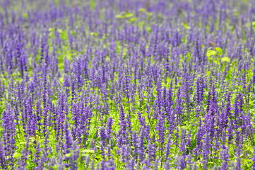 blue salvia flowers in the field in sunny day