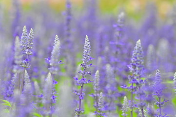 blue salvia flowers in the field in sunny day
